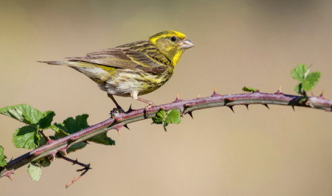 Spanish National Strategy for Green Infrastructure and Ecosystem Restoration